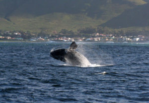 Whale